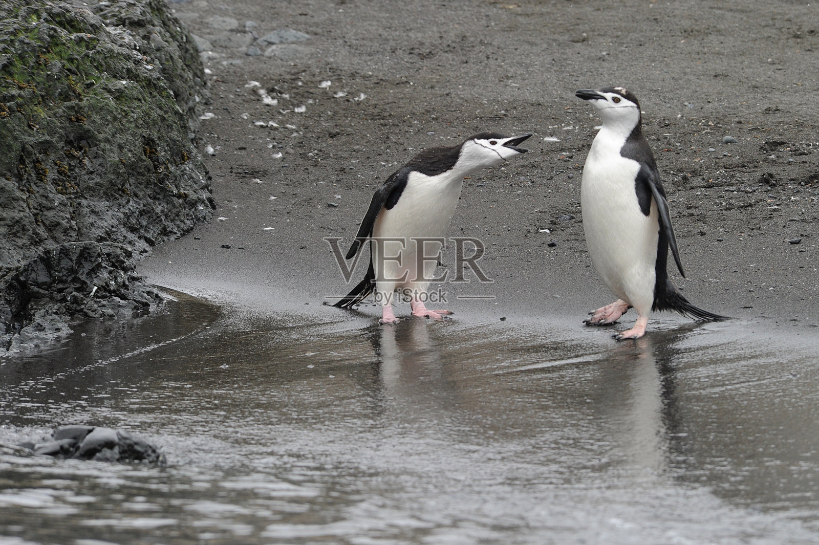 南极洲企鹅(Pygoscelis Antarctic penguin)是一种栖息在南太平洋和南冰洋的岛屿和海岸上的企鹅照片摄影图片