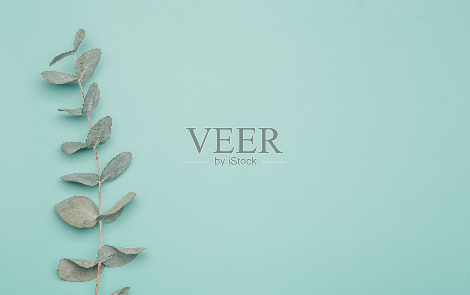 桉树叶的背景。树叶和树枝上的桉树植物绿色干净的背景。水疗，芳香疗法和化妆品与桉树精油照片摄影图片