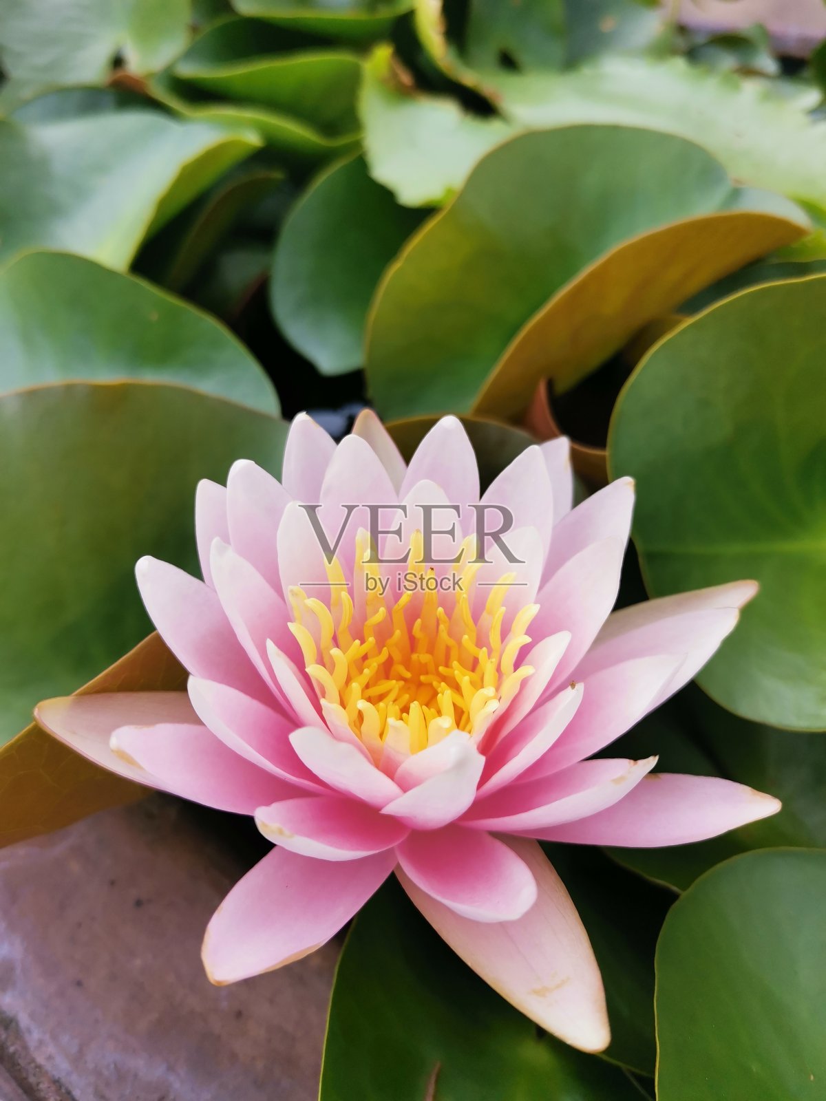 莲花照片摄影图片