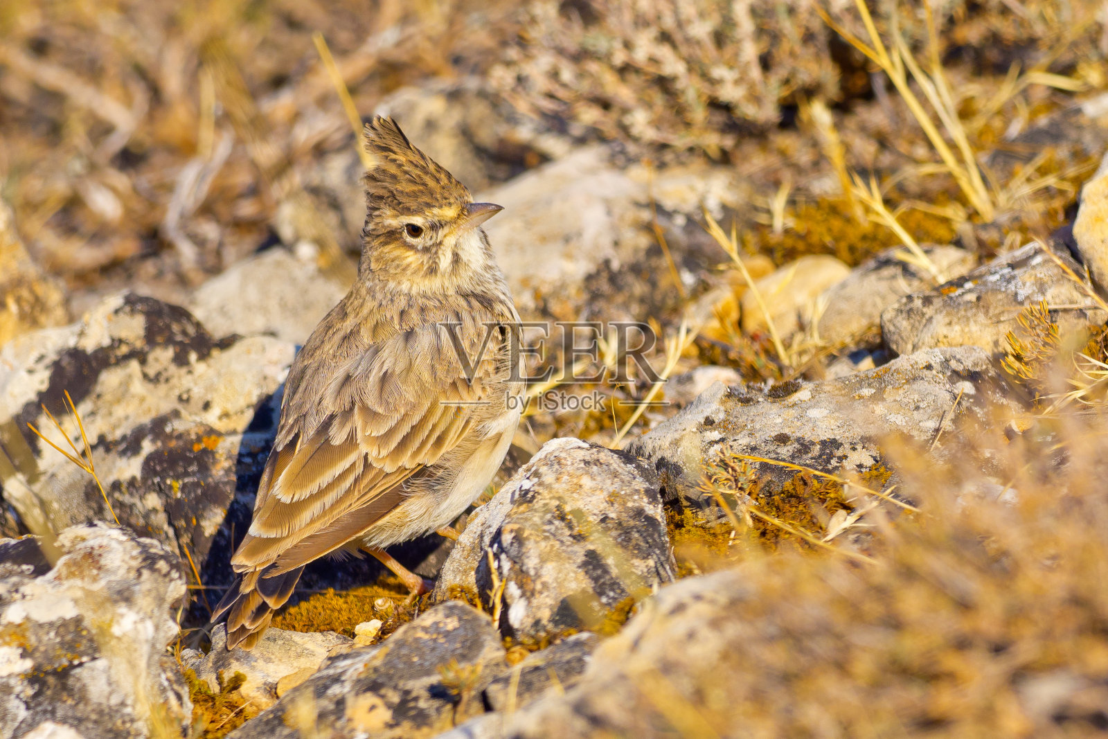 云雀，森林池塘，地中海森林，西班牙照片摄影图片