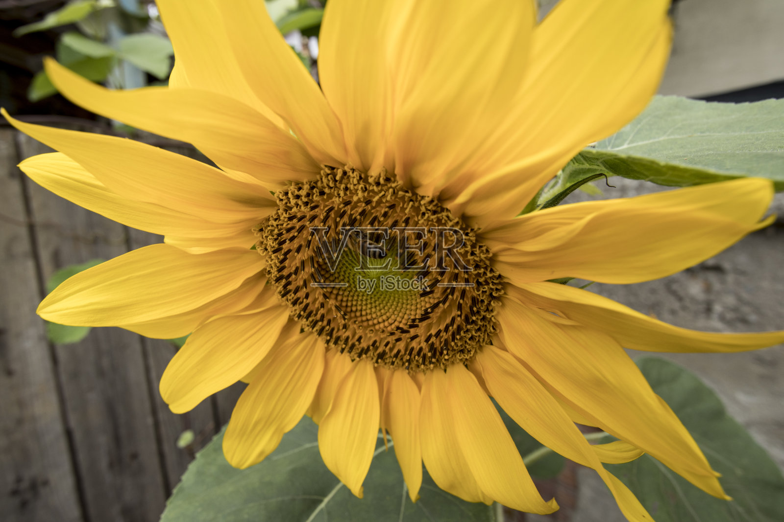 向日葵特写拍摄照片摄影图片