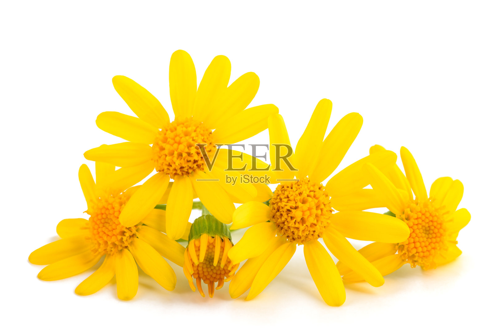 Jacobaea寻常的花照片摄影图片