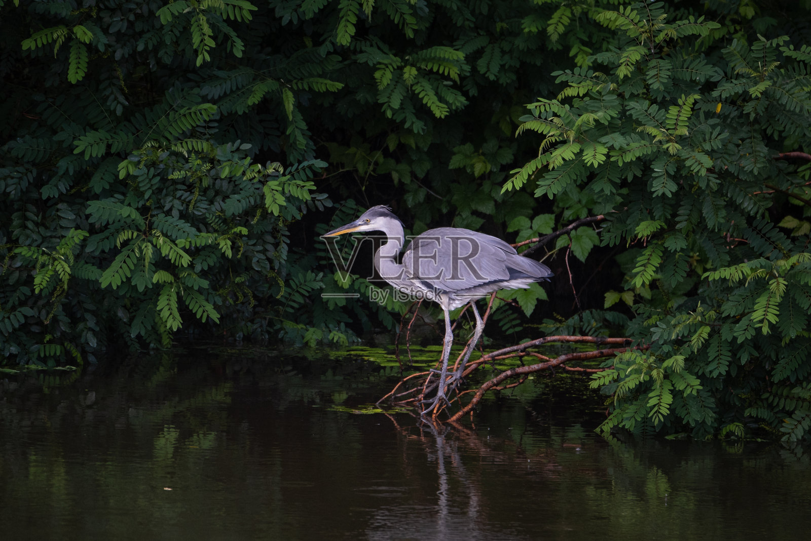 河边茂密的森林里有一只大灰鹭照片摄影图片