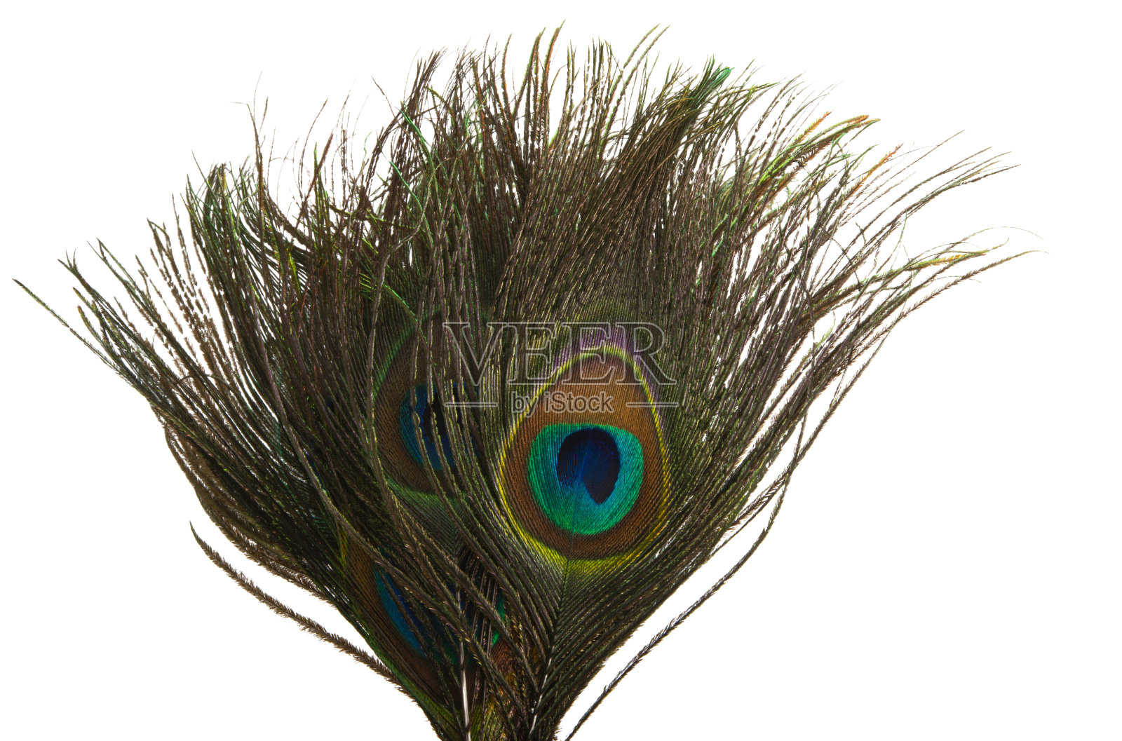 孔雀羽，眼睛孤立照片摄影图片