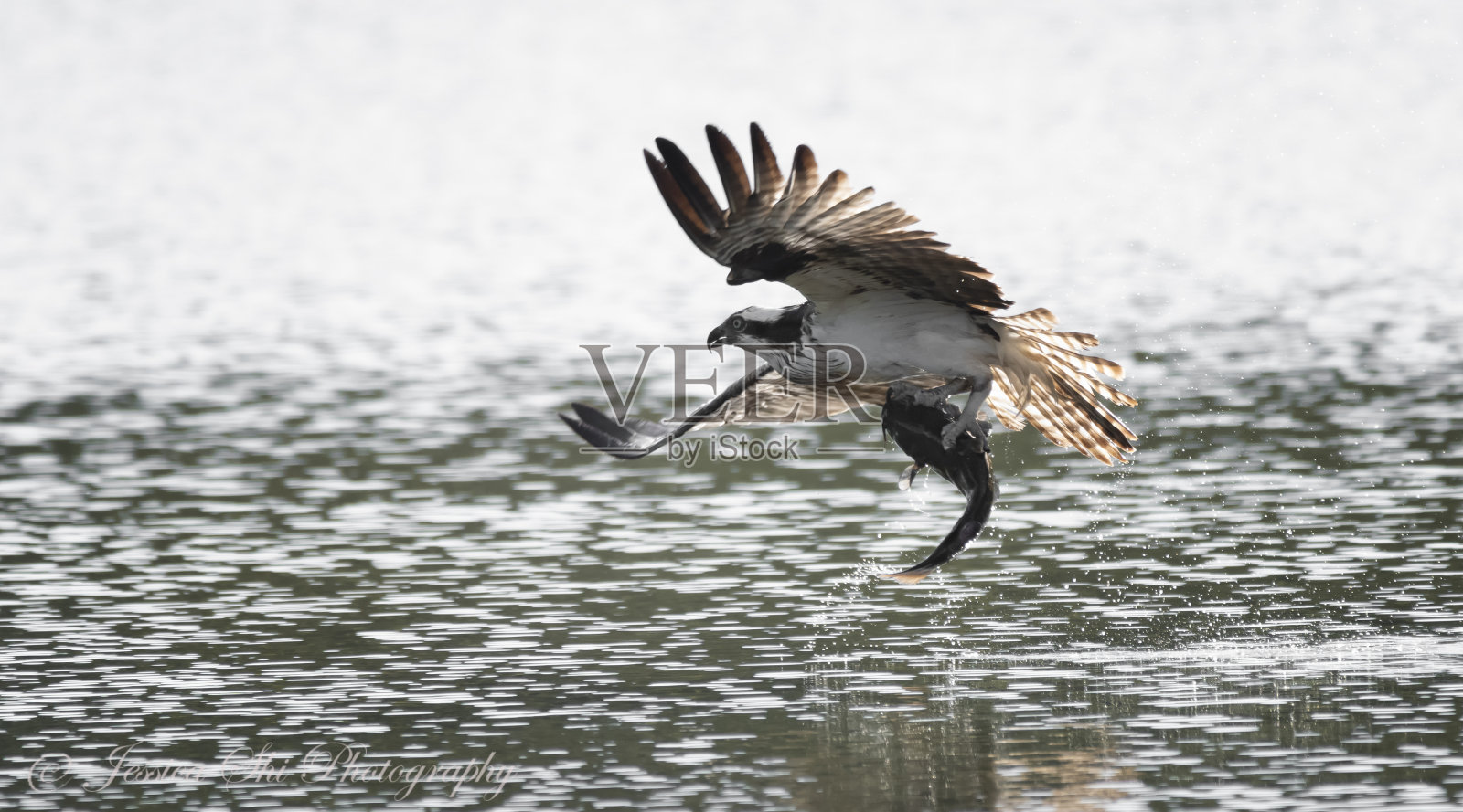 鱼鹰捉鱼照片摄影图片