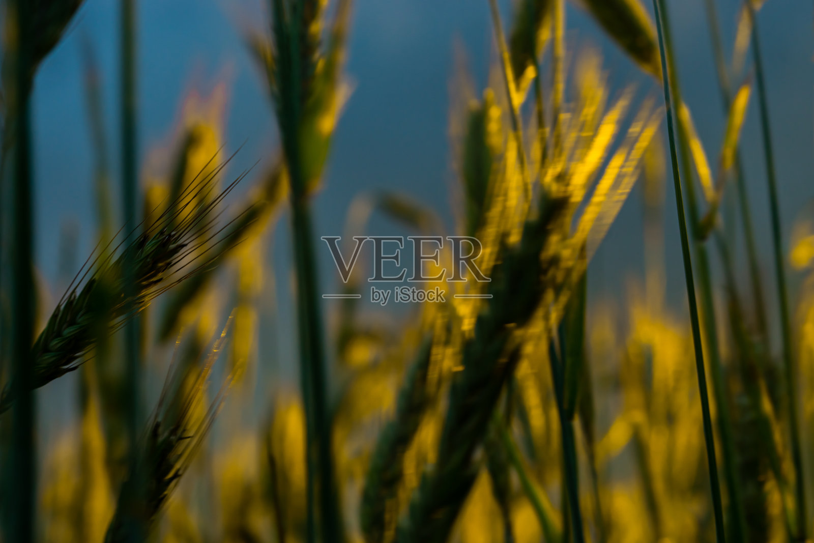 夕阳下的麦田照片摄影图片