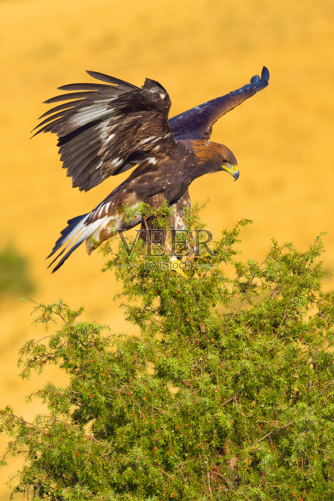 金鹰，地中海森林，西班牙照片摄影图片