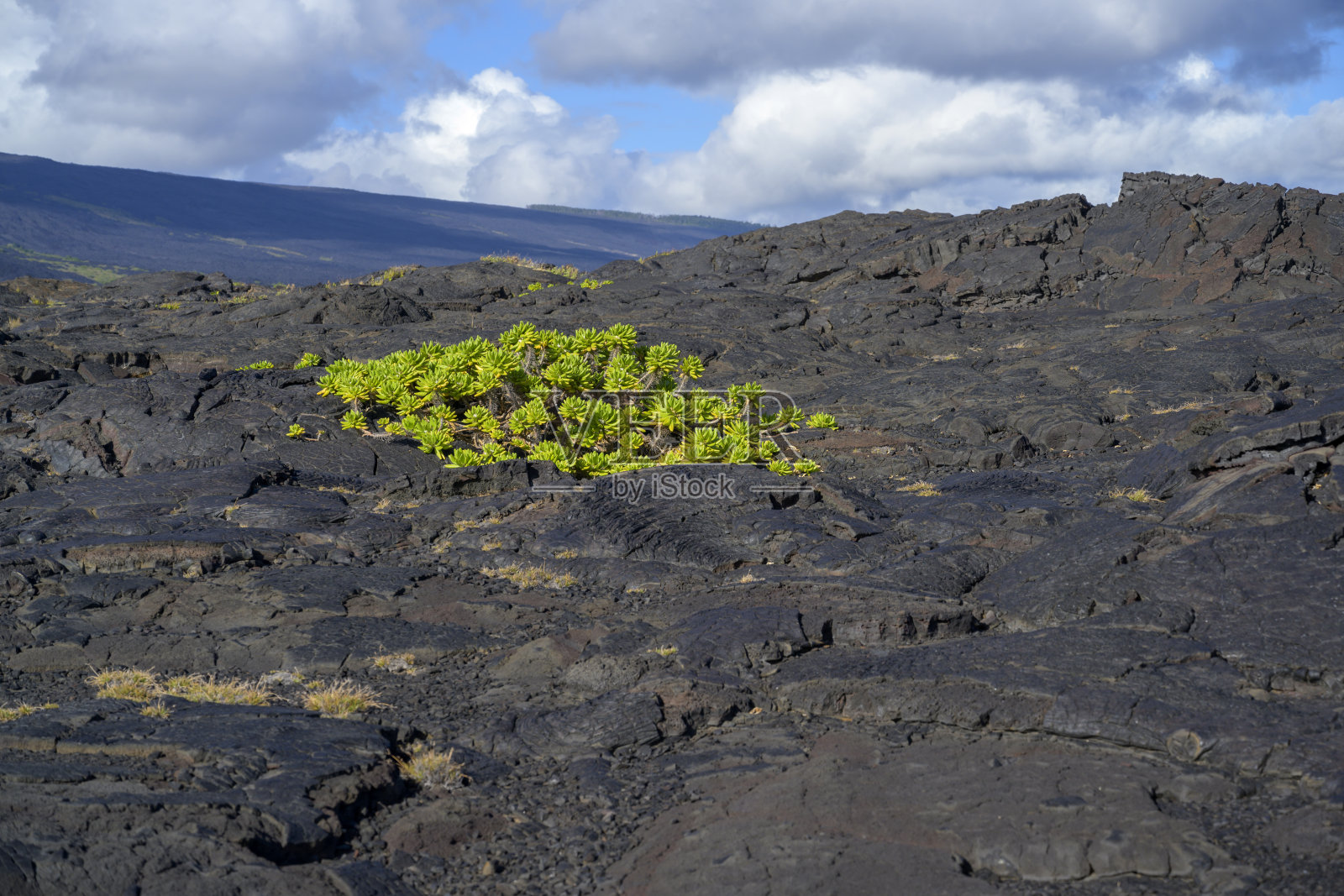 夏威夷熔岩中生长着绿色植物照片摄影图片