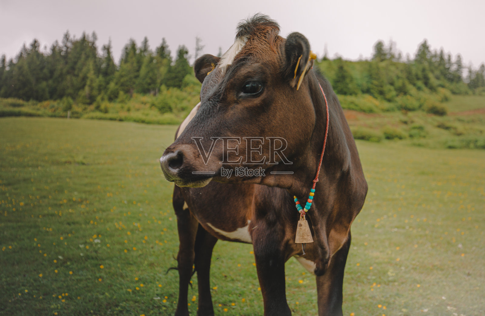 一头奶牛在青山牧场上的肖像照片摄影图片