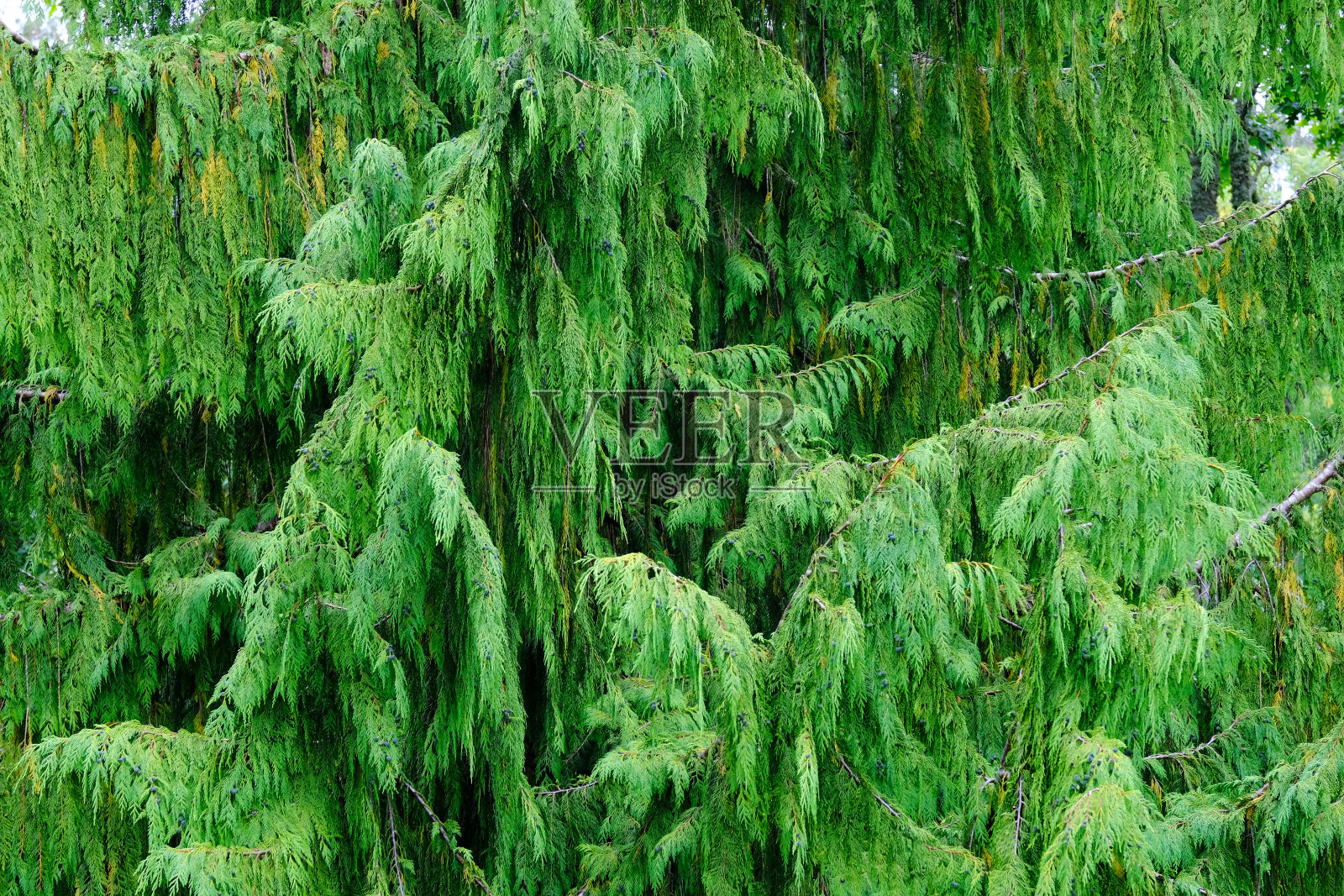 塞浦路斯树照片摄影图片