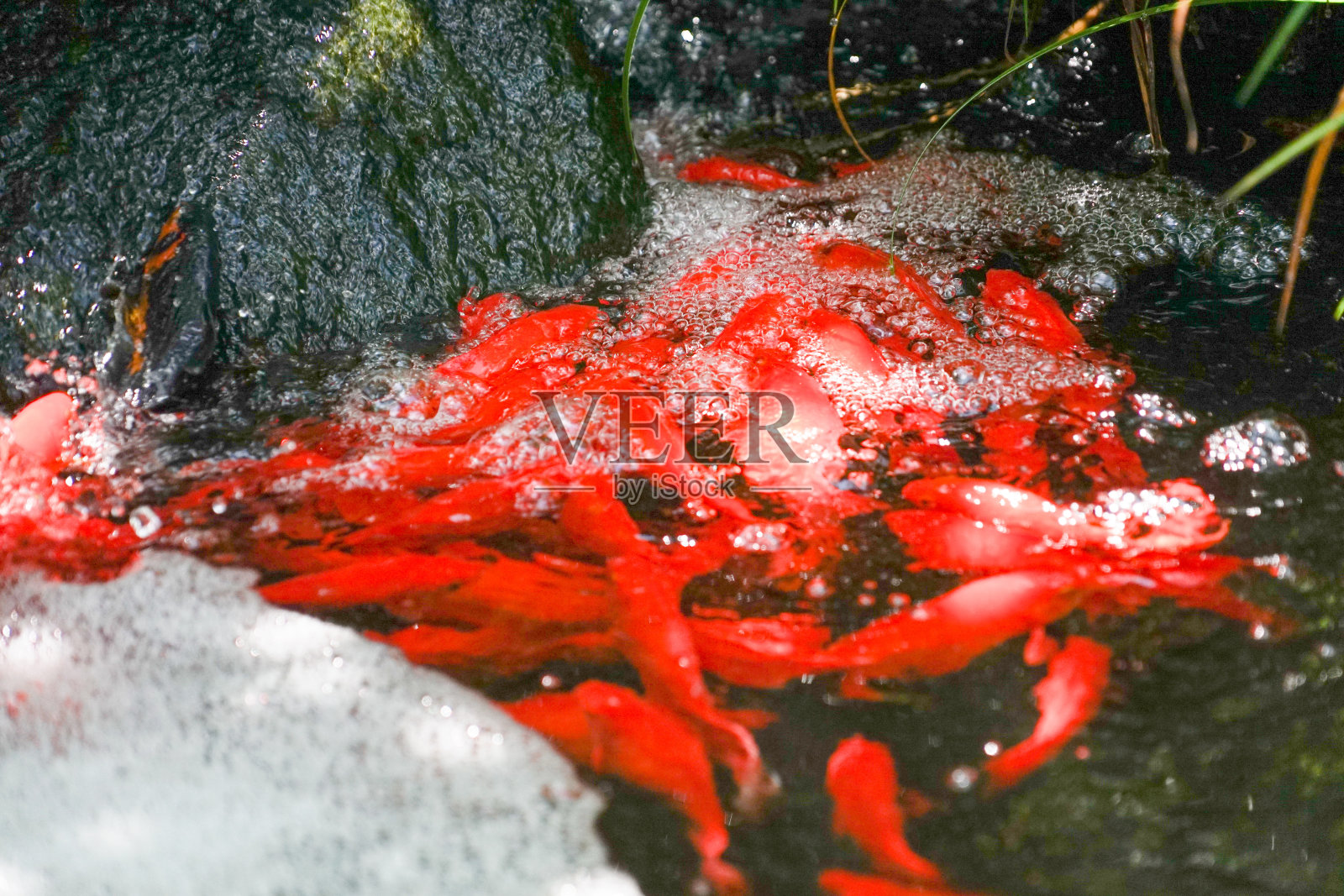 鲤鱼的形象以瀑布攀登照片摄影图片