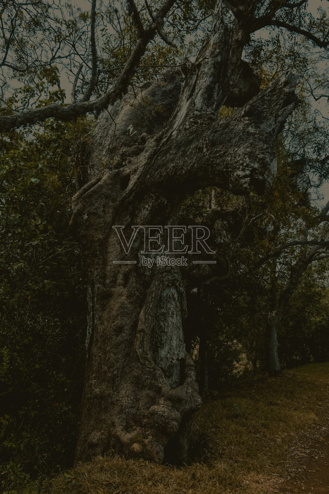 斯里兰卡河边的黄昏照片摄影图片