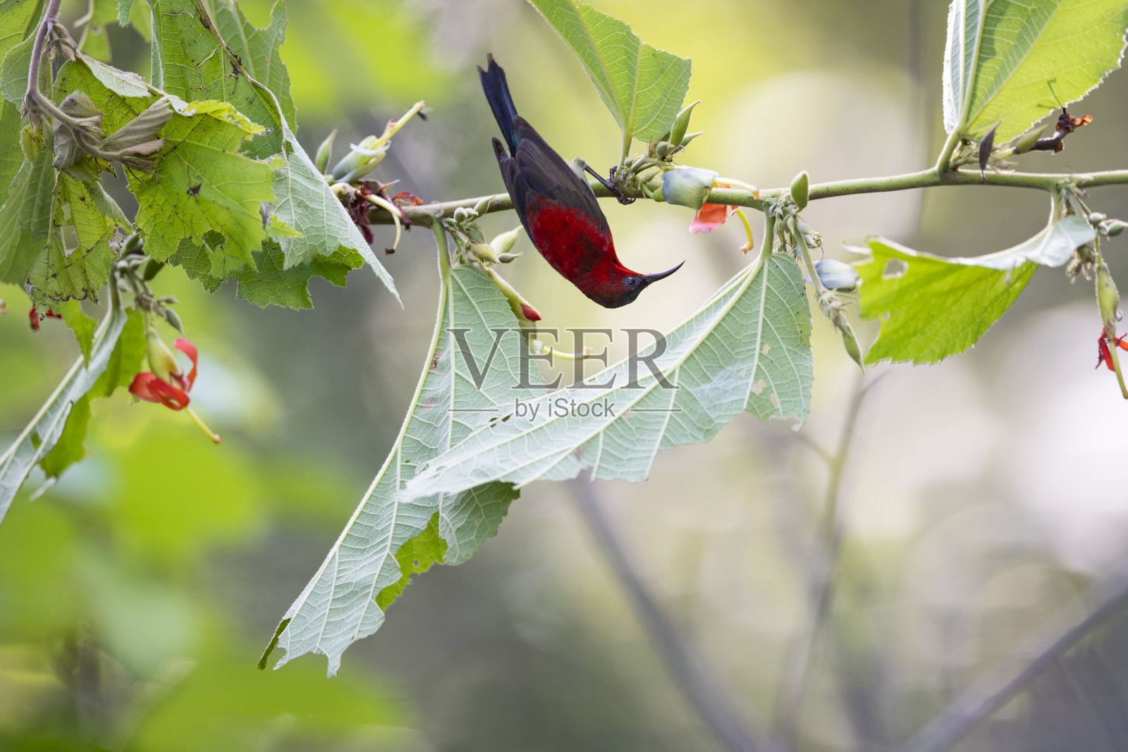 深红色的太阳鸟照片摄影图片