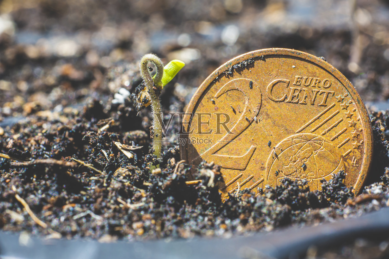 种在花盆里的种子正从土壤表面发芽。增长强劲。在公司发展的概念旁边有一个欧元硬币照片摄影图片