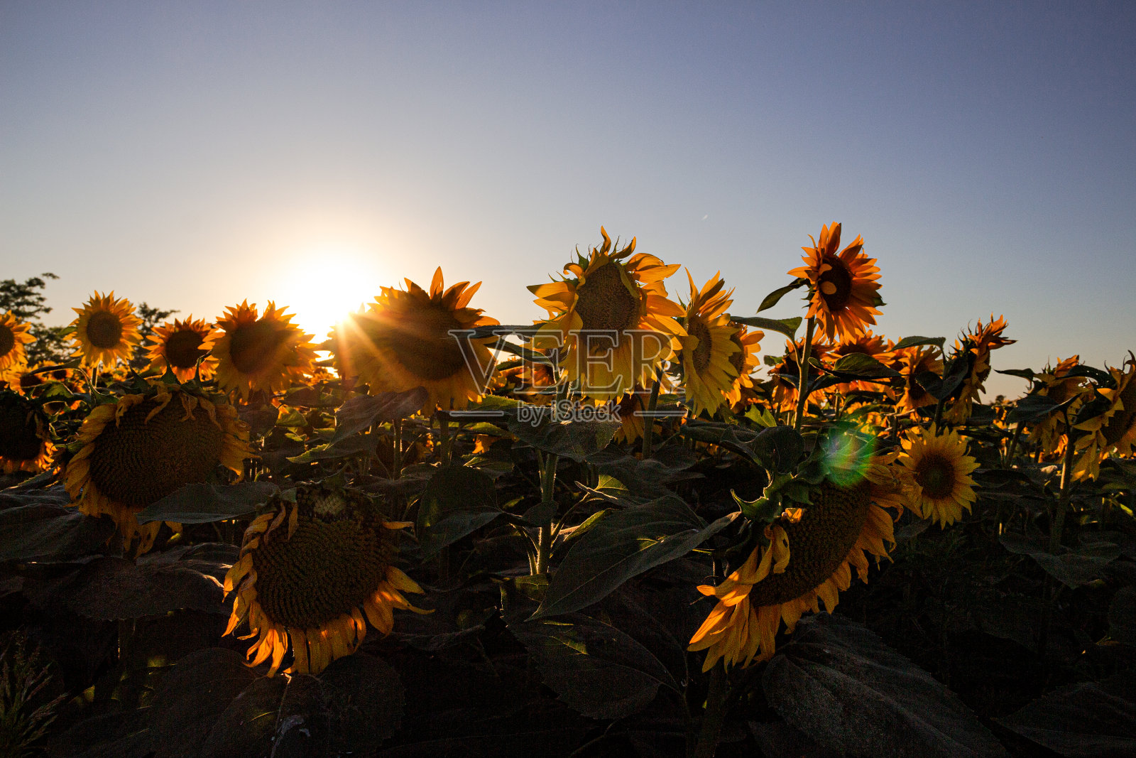 向日葵田照片摄影图片