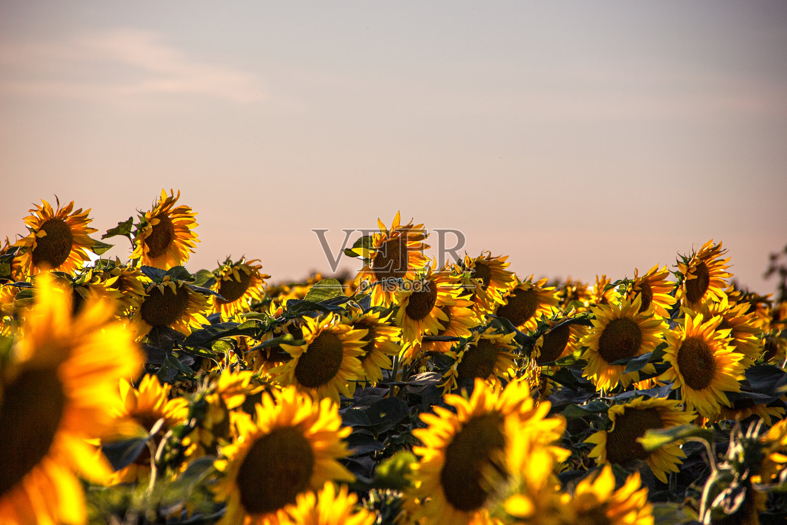 向日葵田照片摄影图片