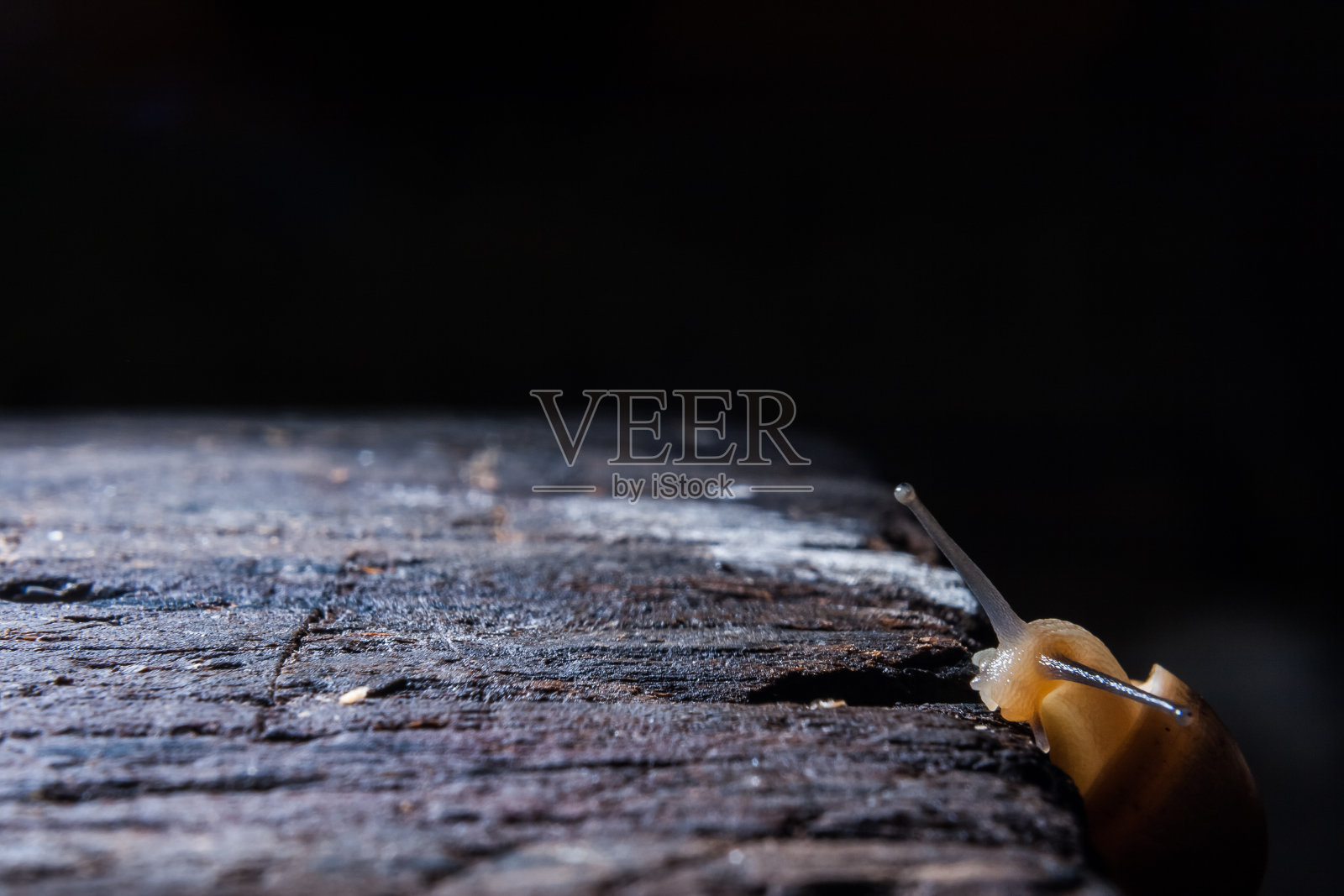 蜗牛。照片摄影图片