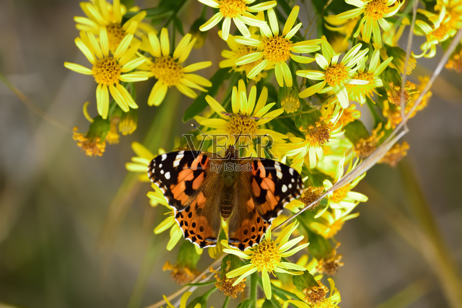 Cardui和亚特兰大照片摄影图片