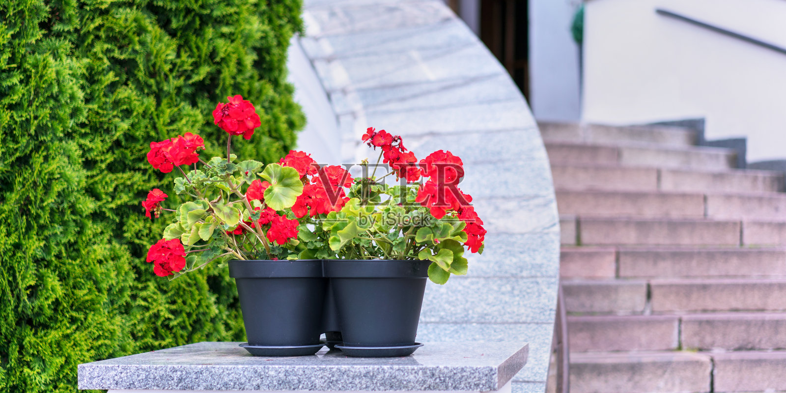 豪华住宅入口石阶旁的黑花盆里，美丽的红花绿叶照片摄影图片