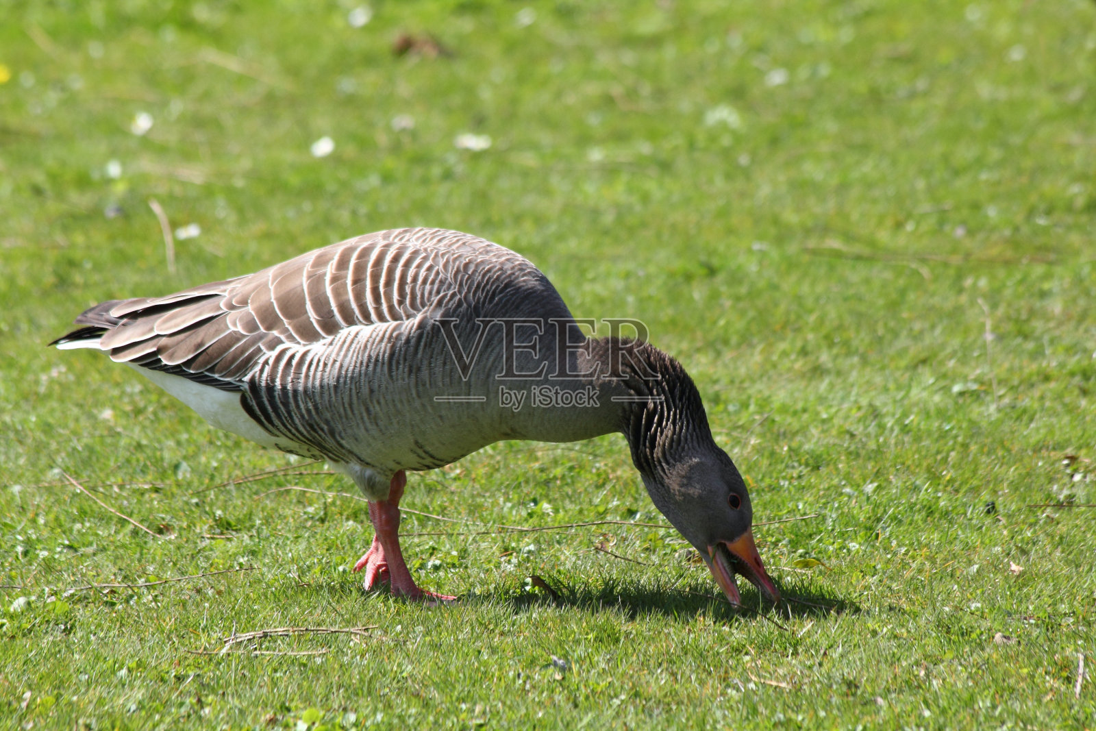 灰雁鹅(考虑)照片摄影图片