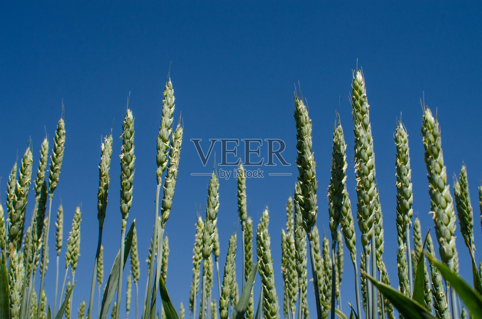 户外生长的小穗小麦，丰收，非常面粉和面包照片摄影图片