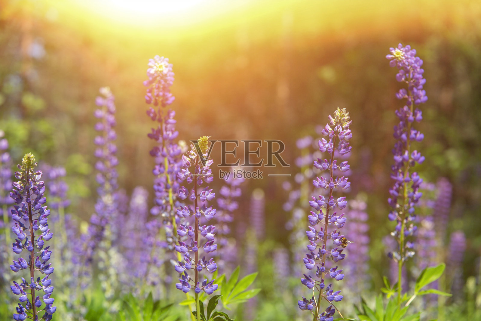 狼盛开的鲜花。羽扇豆田。阳光照射在植物上。春天和夏天的紫罗兰花。柔和暖柔和的色彩，模糊的背景。照片摄影图片