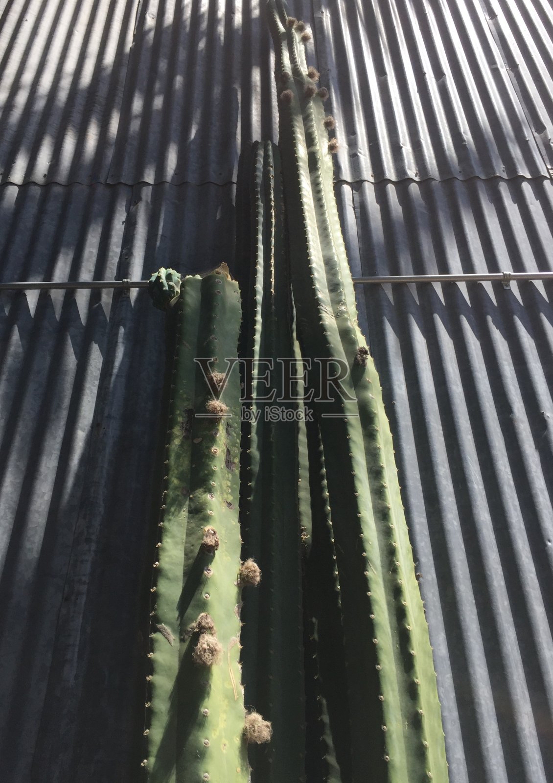 加州仙人掌照片摄影图片