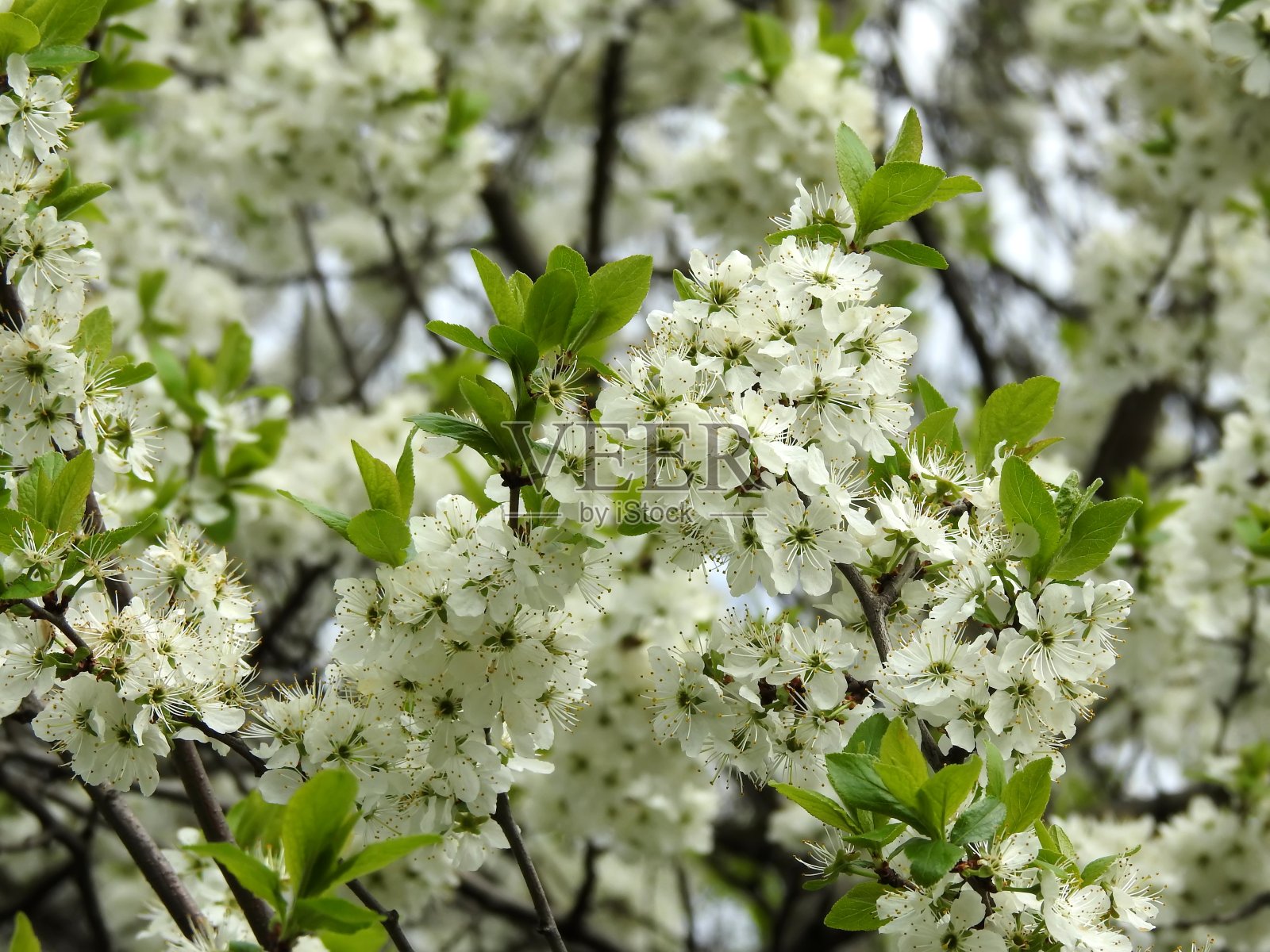 春天的花朵在树上靠近照片摄影图片