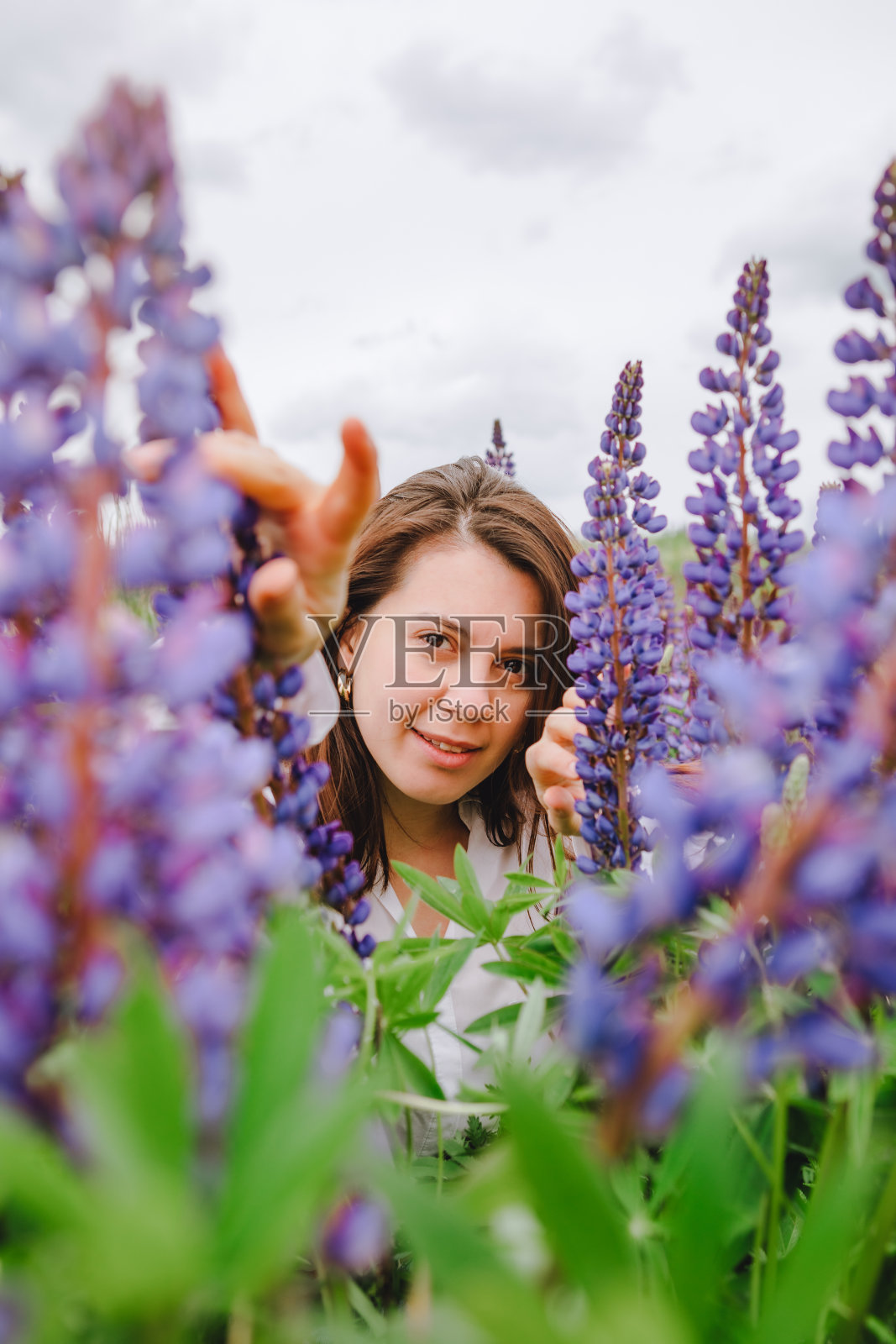 女人在盛开的羽扇豆地里照片摄影图片