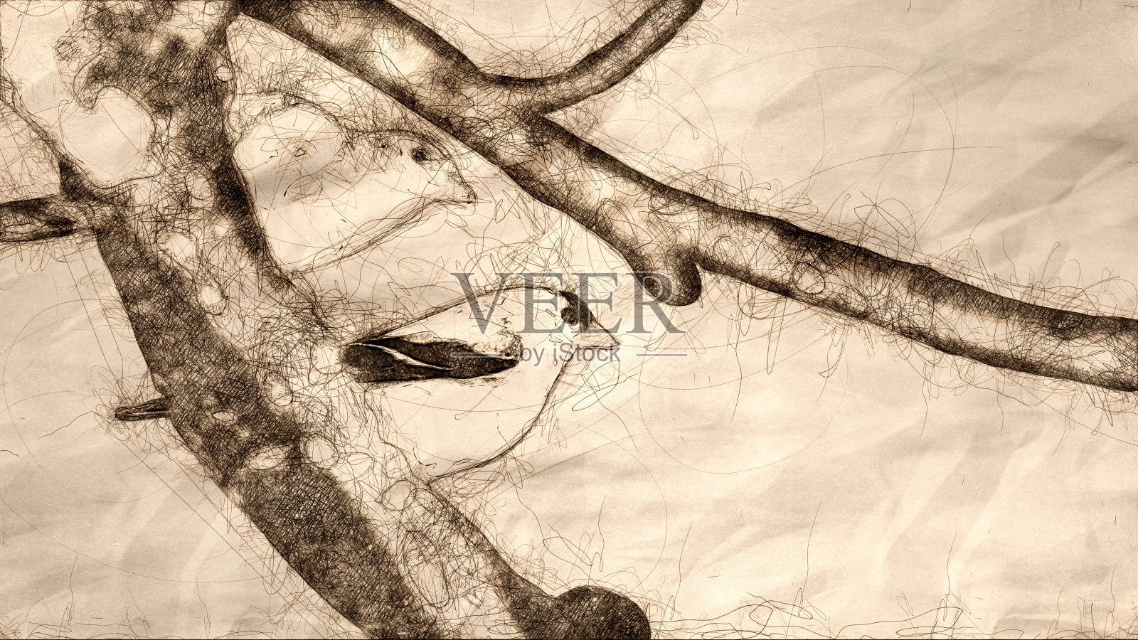 一对美洲金翅雀栖息在树上的素描插画图片素材