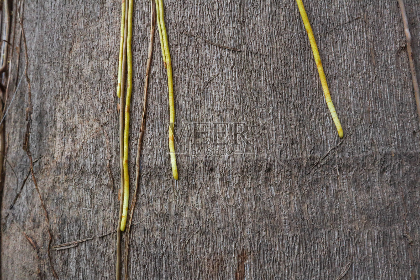 根生长在树干上。树干的纹理。茎的模式。照片摄影图片