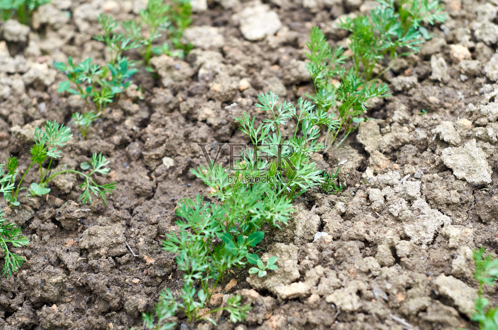 菜园里胡萝卜的绿色顶端。照片摄影图片