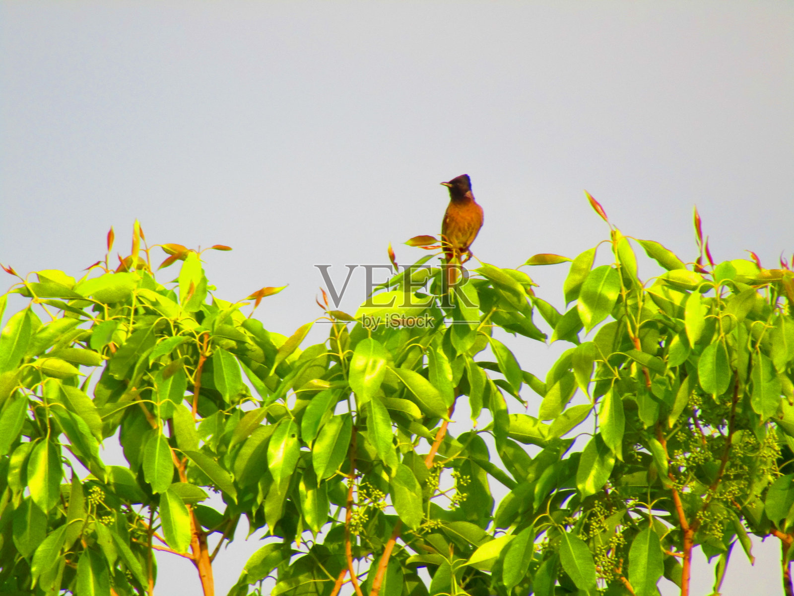 坐在芒果树上的红色白头翁鸟(白头翁)照片摄影图片