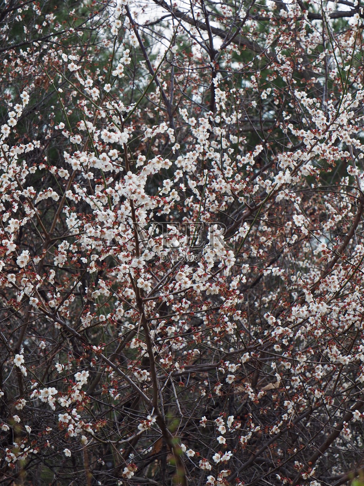 韩国的樱花风景照片摄影图片