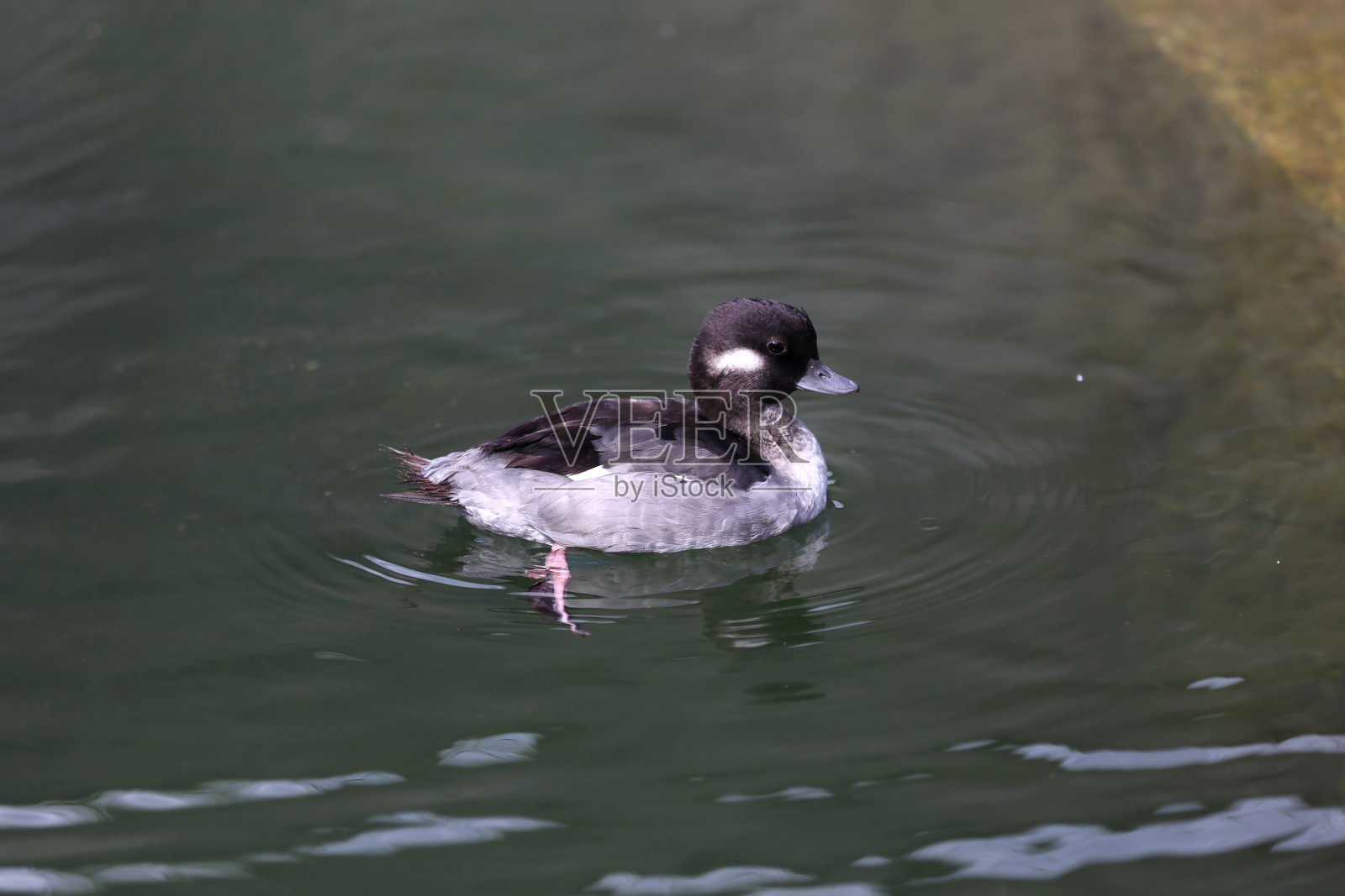 一只小野鸭在湖里游泳照片摄影图片