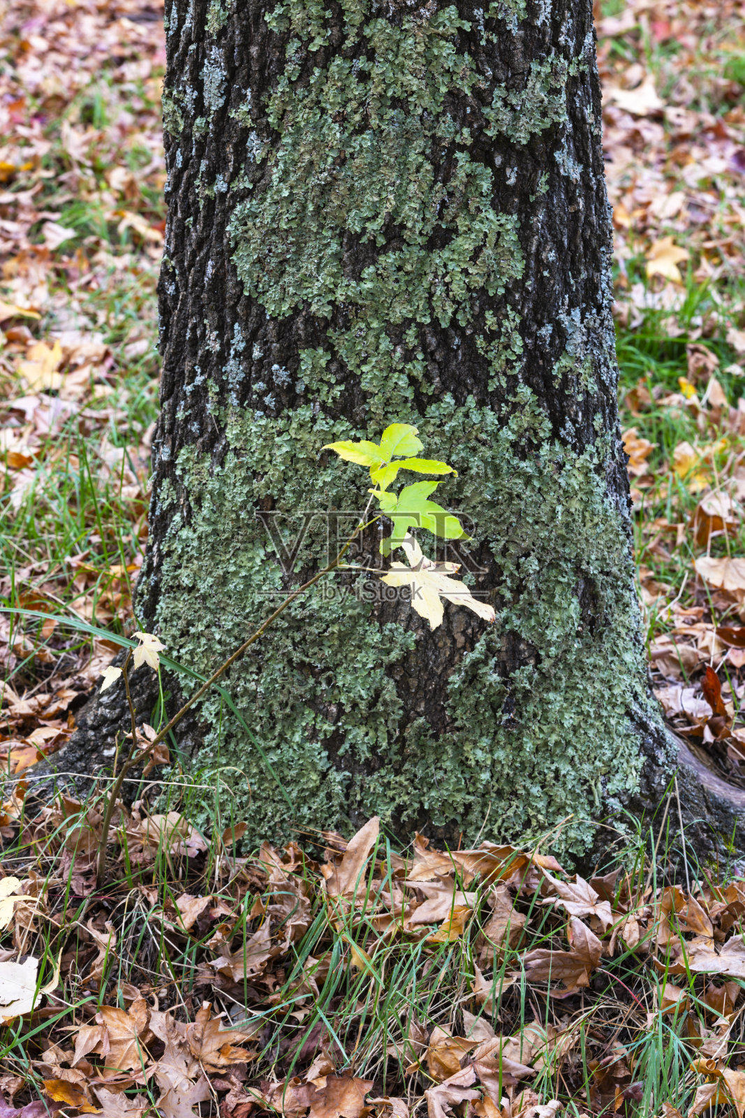 嫩绿的嫩叶贴着树皮，四周是秋天的黄叶照片摄影图片
