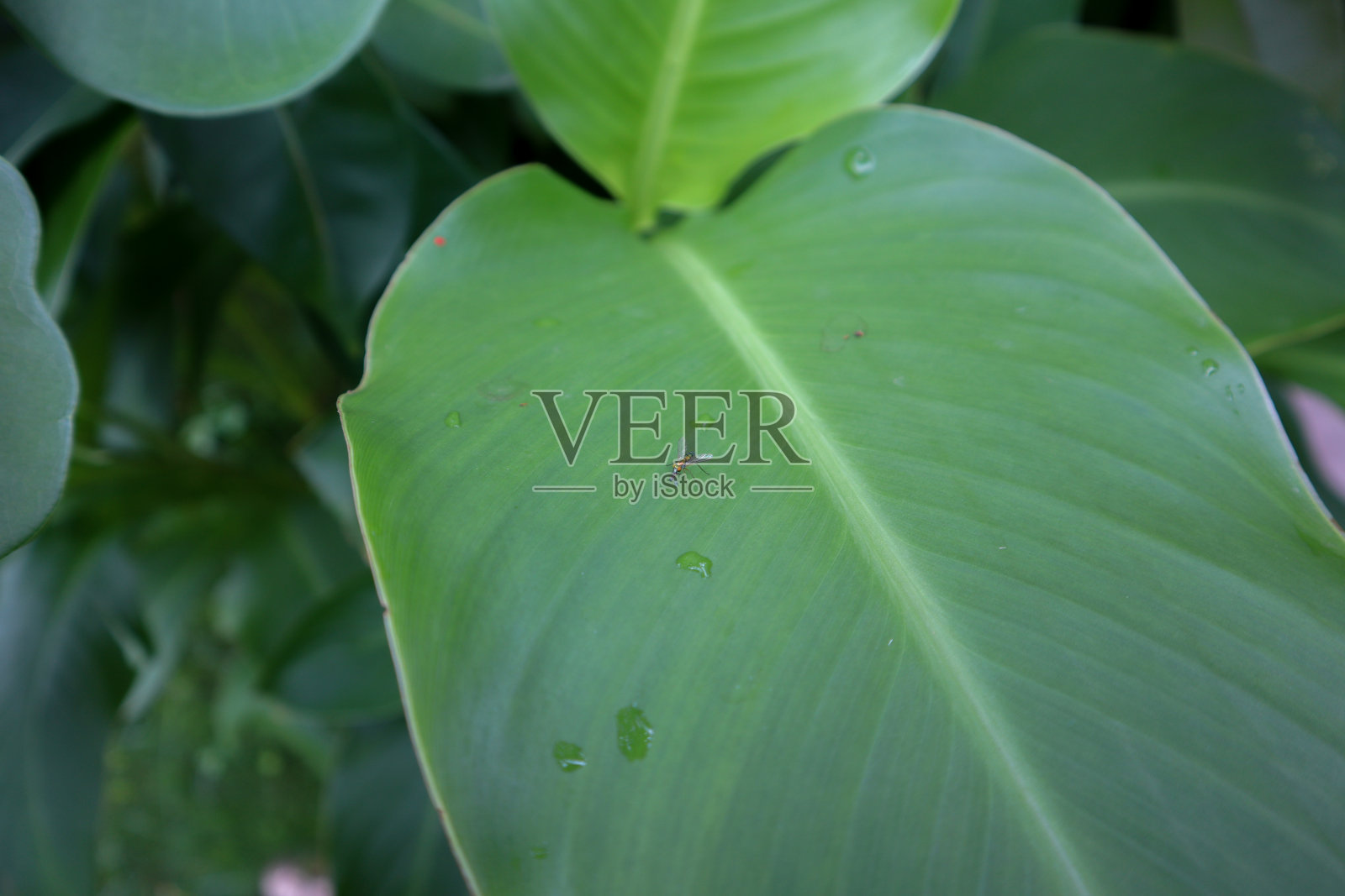 小髁针在植物叶子上飞。髁突针属蝇科的一种。照片摄影图片