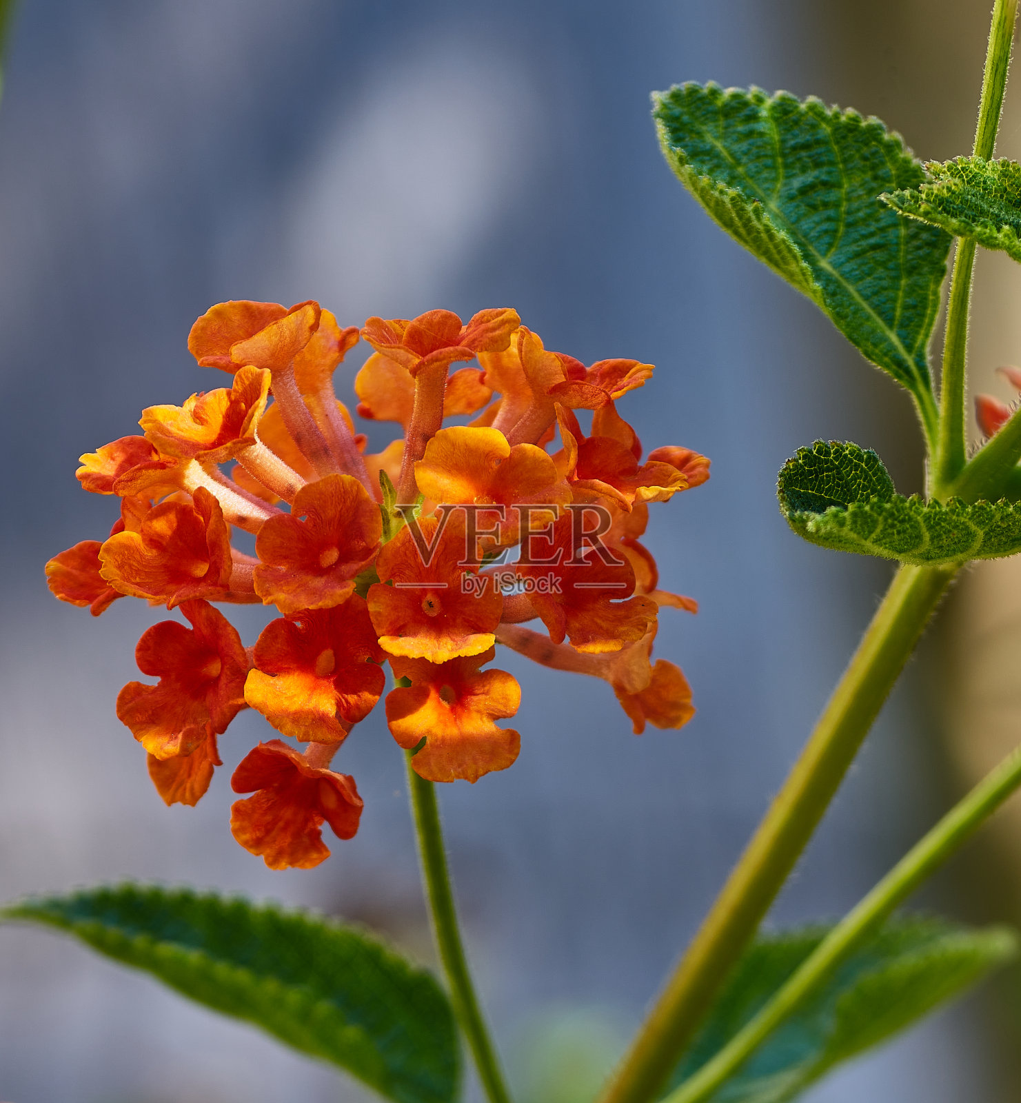 花照片摄影图片