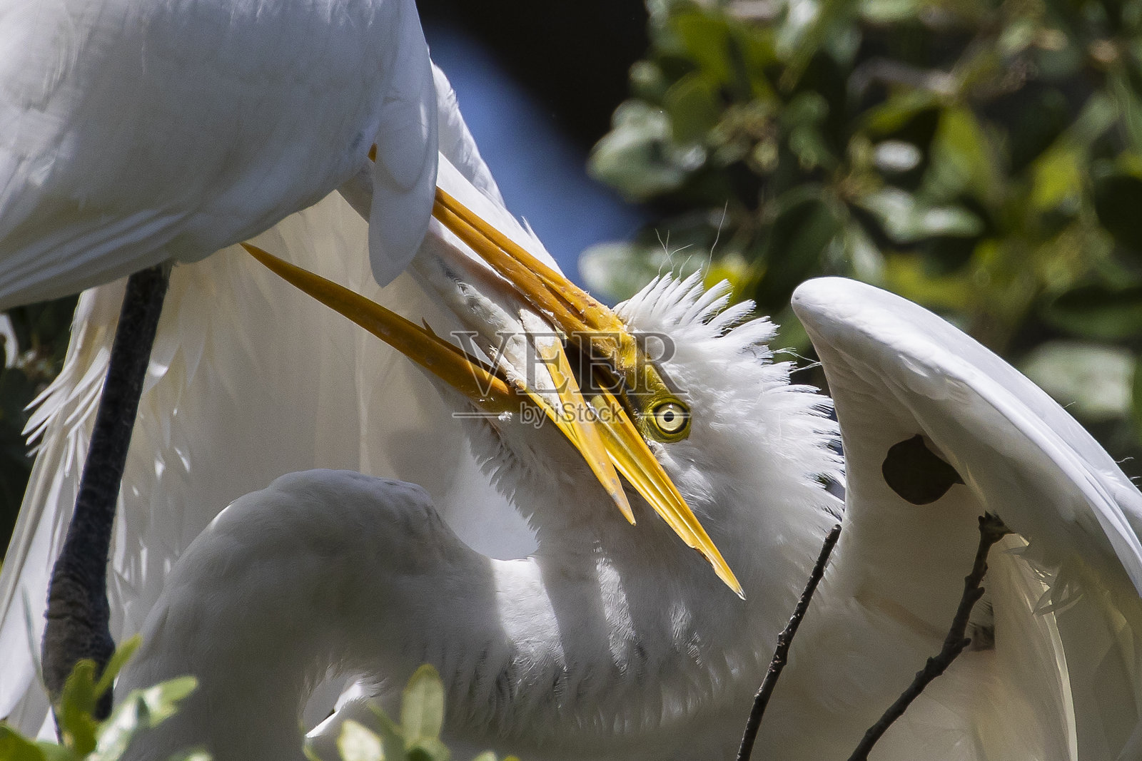 大白鹭照片摄影图片