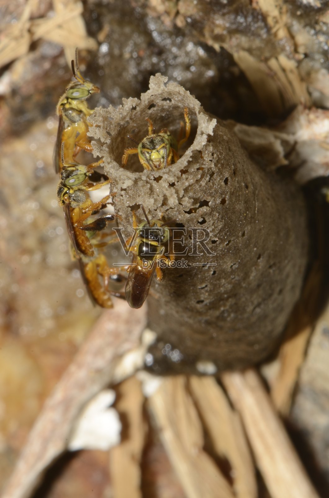 南美无刺蜂，名为Jatai照片摄影图片