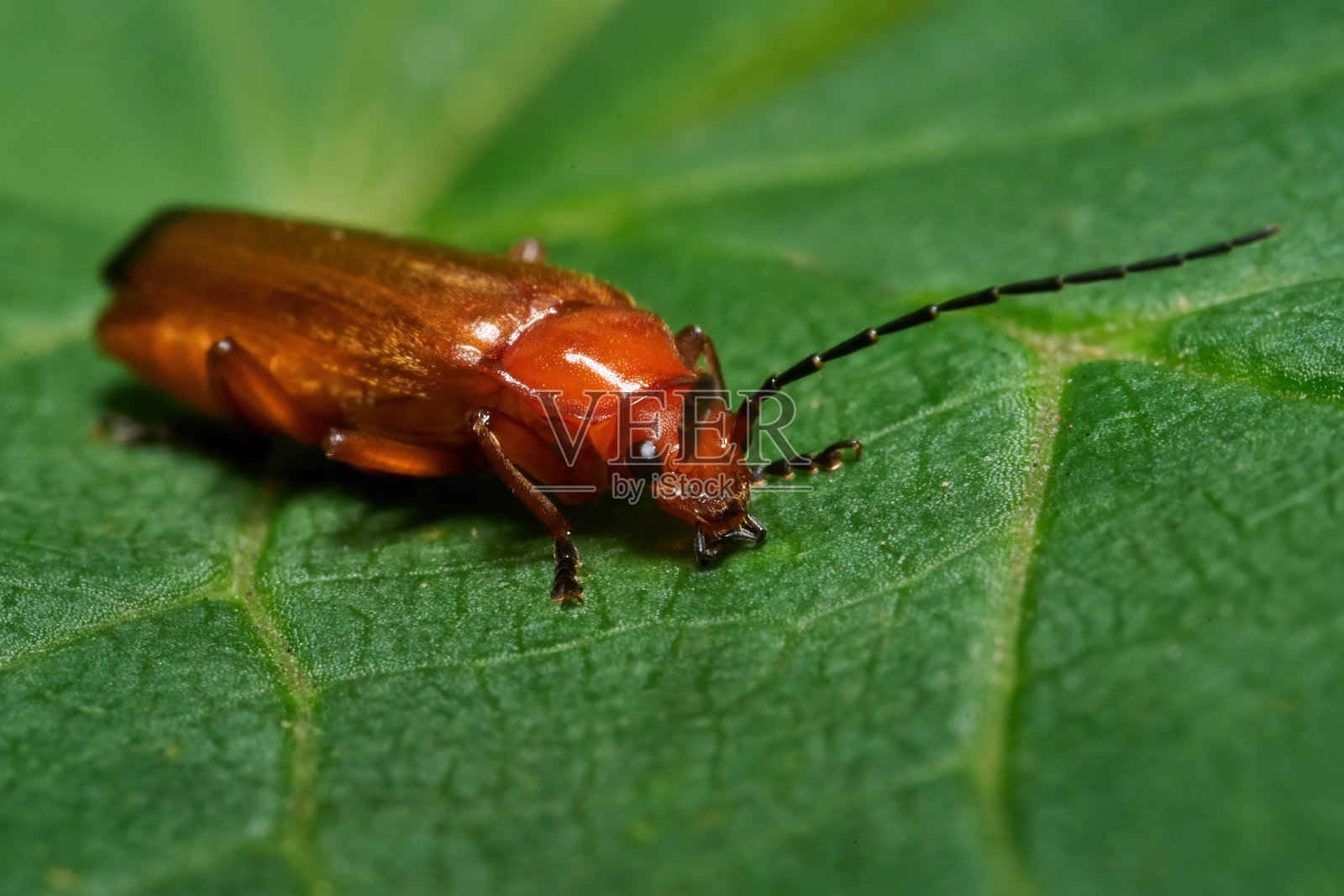 普通红战士甲虫(Rhagonycha fulva)照片摄影图片