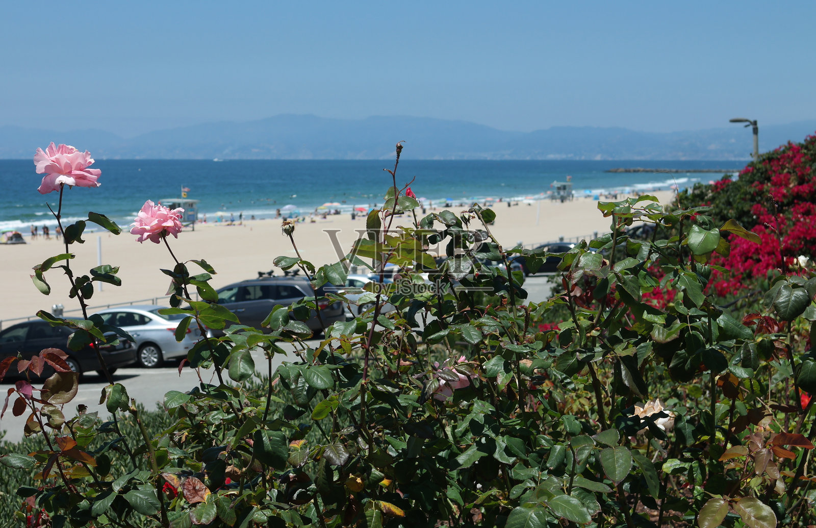 以沙滩为背景的粉红玫瑰照片摄影图片