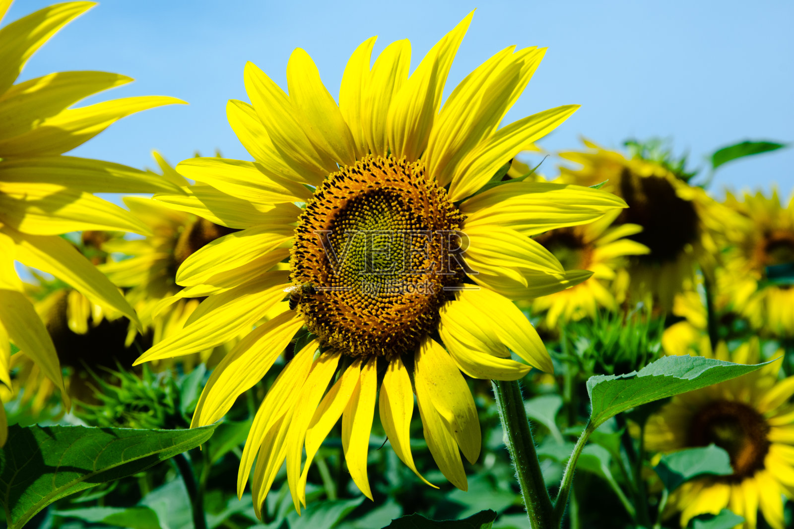 向日葵花近。夏天阳光灿烂的日子。景深浅。模糊的背景照片摄影图片