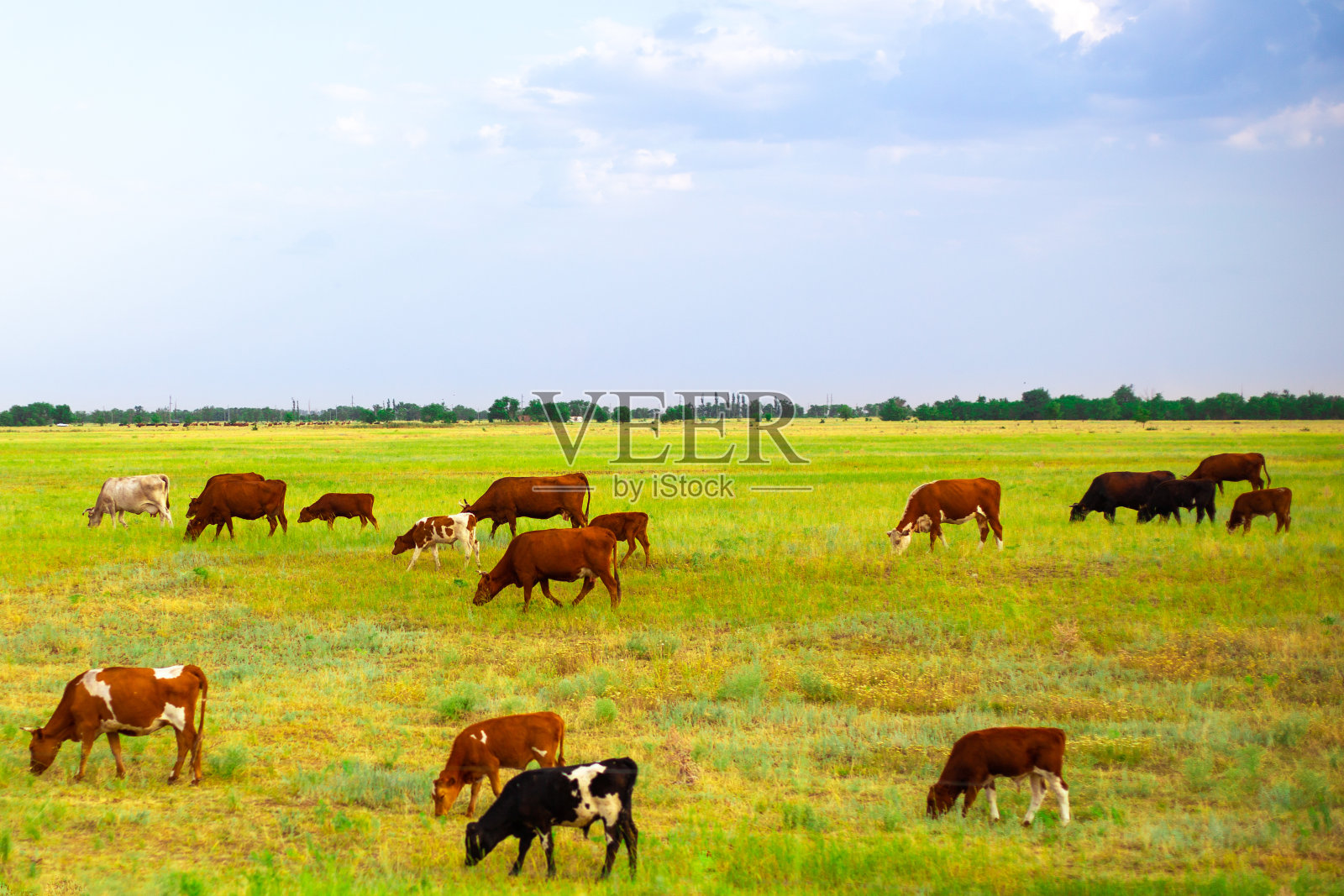 群放牧。奶牛在黄色的田野里，农家农场照片摄影图片