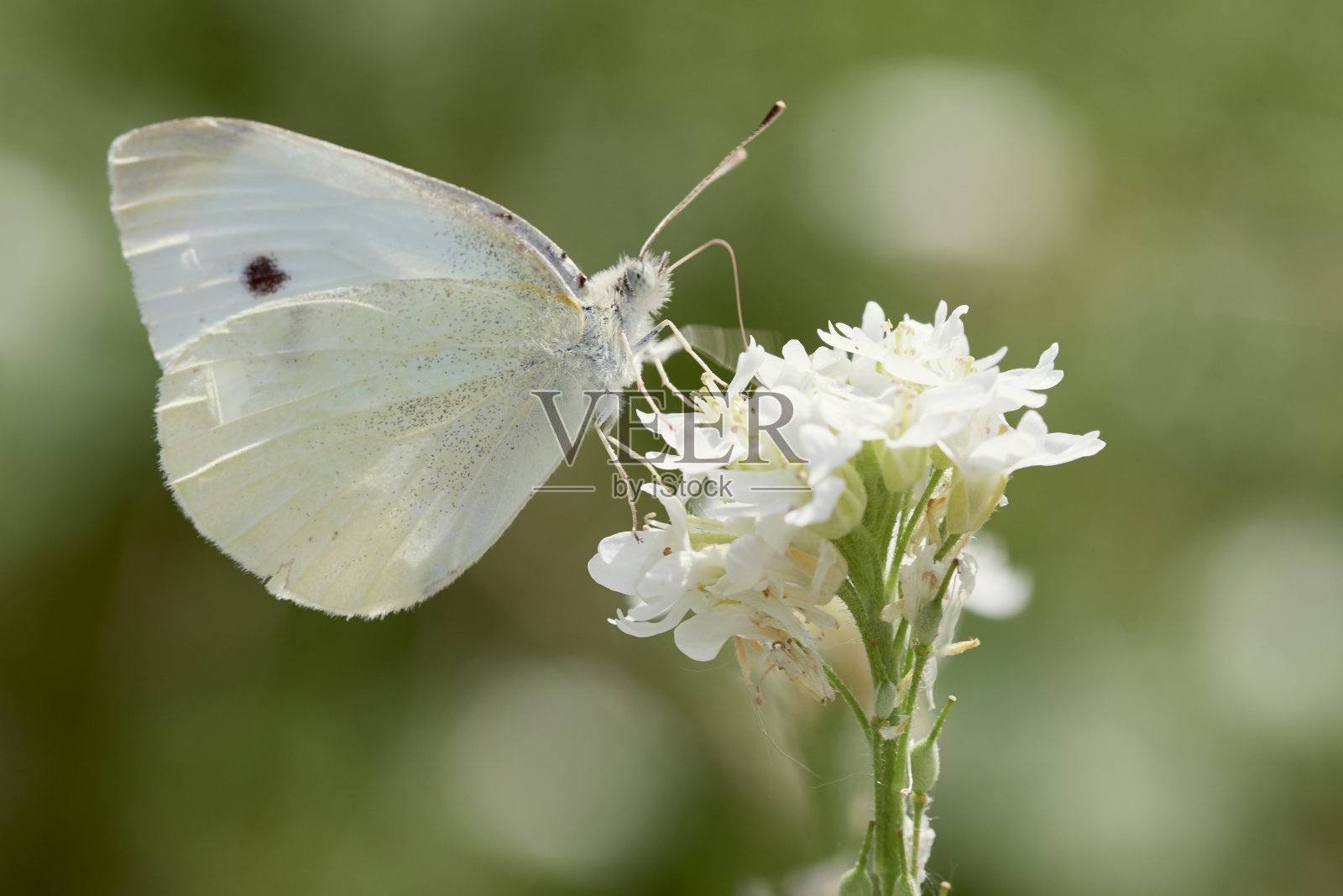 菜花或白菜花蝴蝶在自然界的野花上照片摄影图片