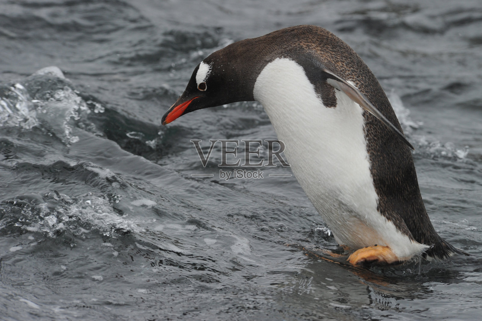 巴布亚企鹅(Pygoscelis巴布亚)-最快的水下游泳者照片摄影图片
