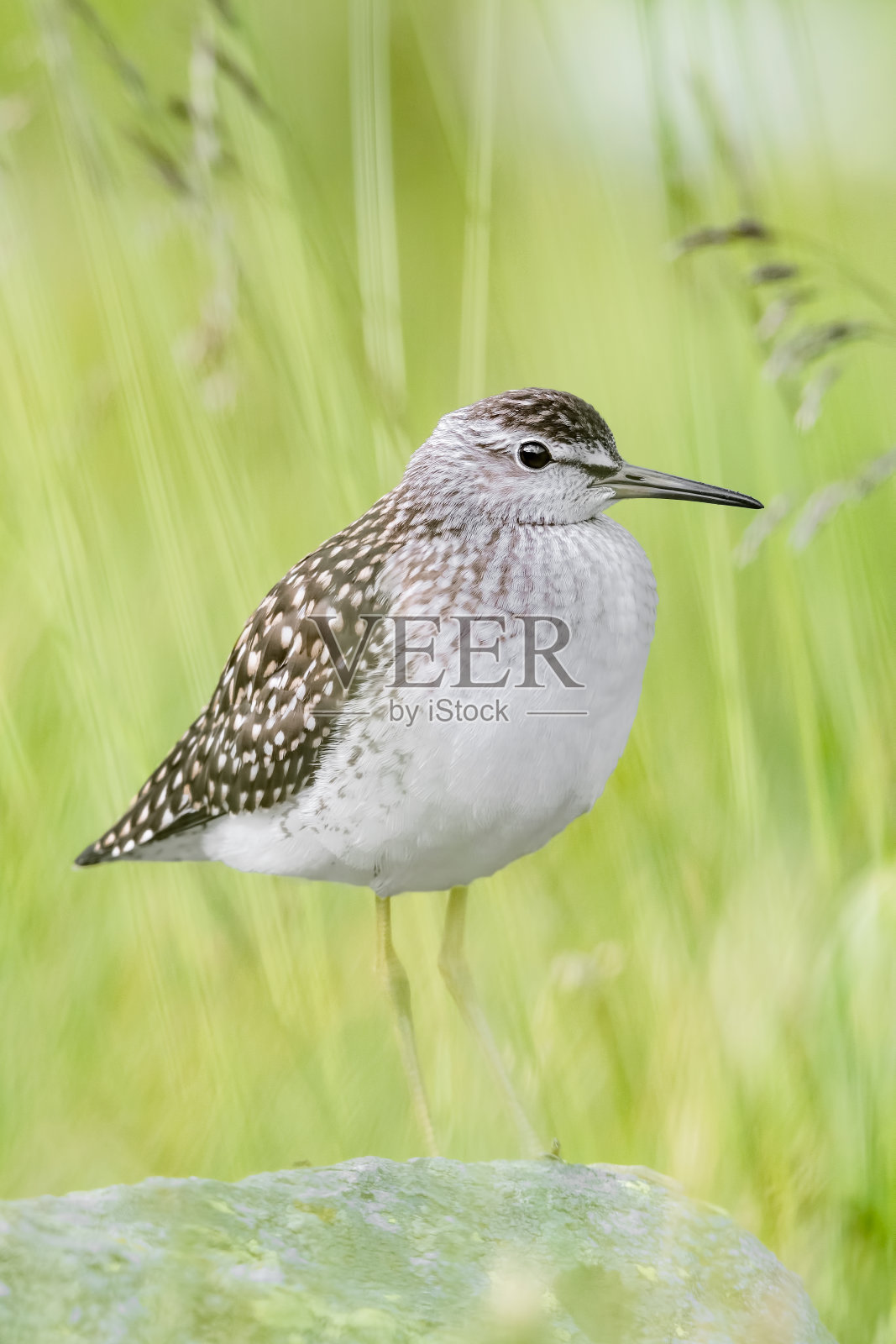 藏在草丛中的木鹬的美丽画像(Tringa glareola)照片摄影图片