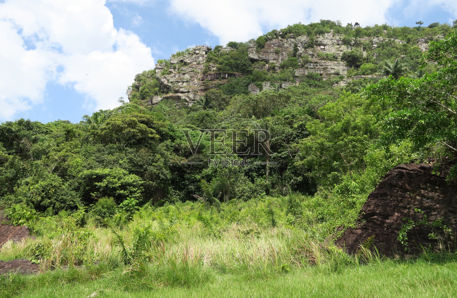 圭亚那雄鸡的栖息地照片摄影图片
