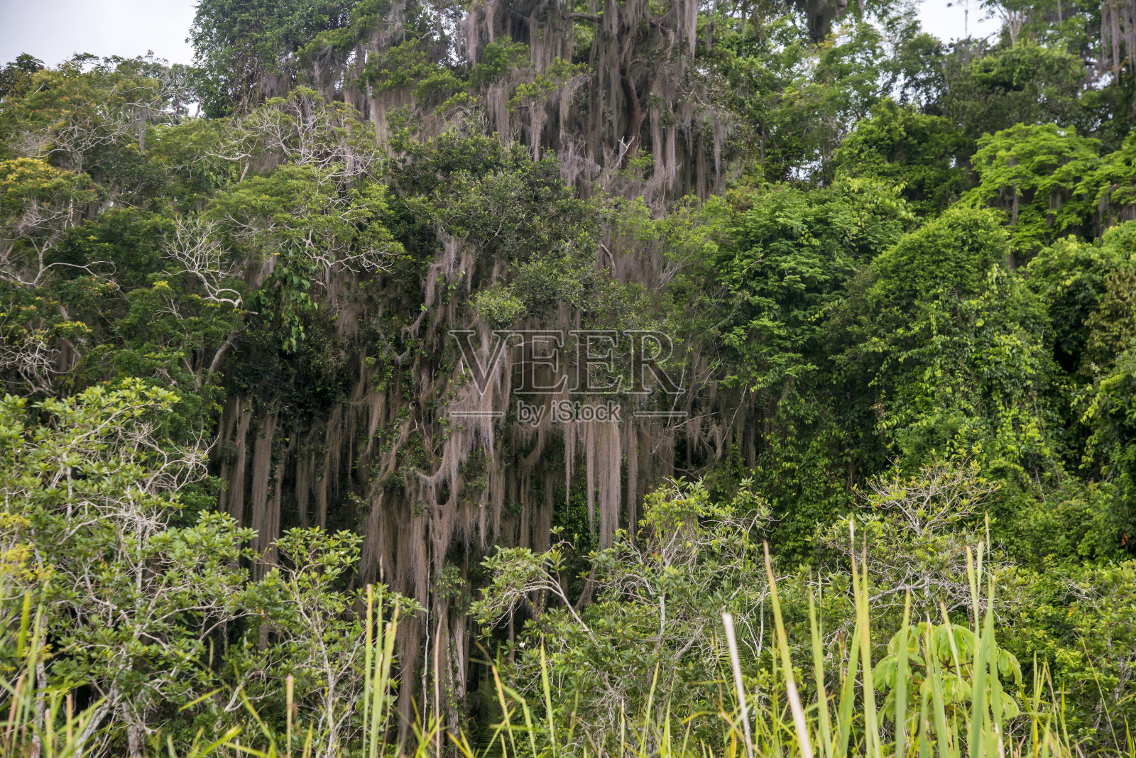 在圣埃斯皮里托的林哈拉斯拍摄的西班牙苔藓。巴西东南部。照片摄影图片