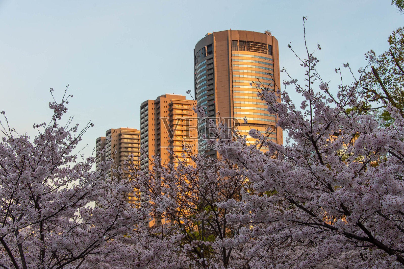 建筑物和樱花在早晨的阳光下闪闪发光照片摄影图片